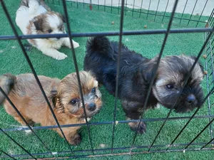 Shih Tzus0