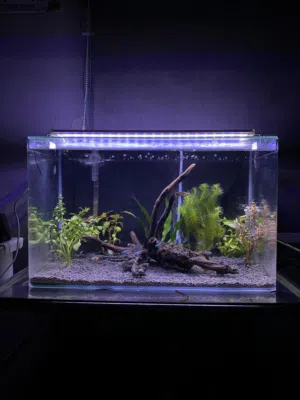 حوض سمك كبير قزاز مع قطعه الخشب