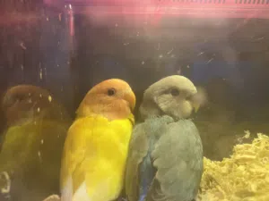 فروخ صحه ونظافه