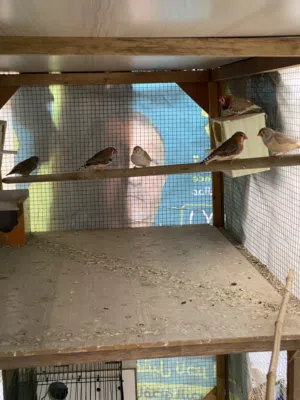 فناجس تفاصيل بالوصف