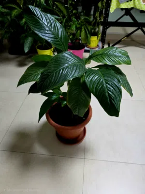 Healthy Peace Lily Indoor Plant with Pot  Air Purifying Home Decor