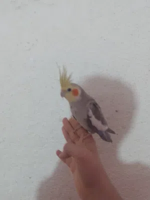 كوكتيل للبيع
