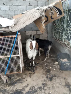 صخول عدد ثلاثه كل صخله هيه وابنها