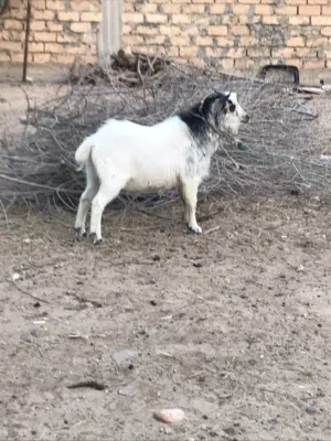 جدي وعناق الله يبارك