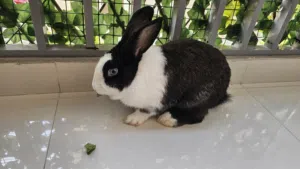 2 Healthy Rabbits for Rehoming - Ajman