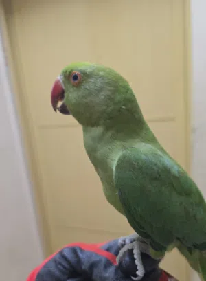 متووه للبيع