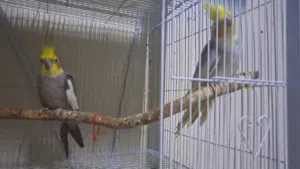 موجود ذكور غير اليفه