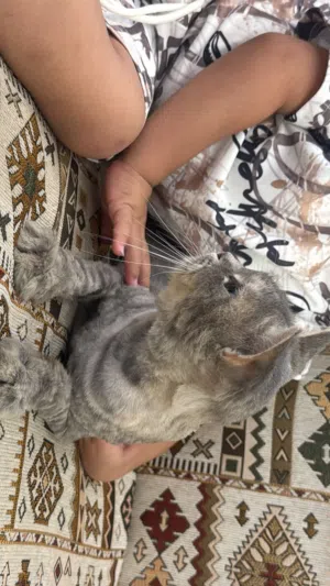 قطط شيرازيه