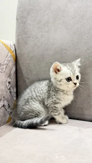 قطو ذكر