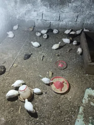 سمان تكساس وهجين