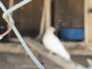 براكه حمام هزاز شقليب. درجه وألوان ربي إيبارك