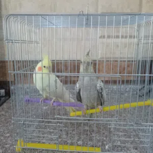 طيور نوع كوكتيل اليف