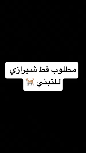 مطلوب قط للتبني
