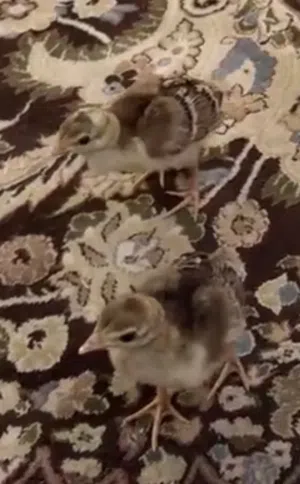 طاووس فروخ