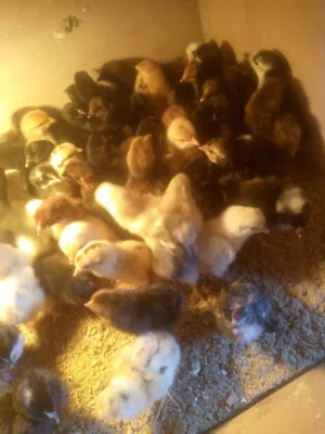 صيصان بلدي للبيع عمر ما بين ال3  أيام و 5 أيام صحه ما شاء الله كله بلدي