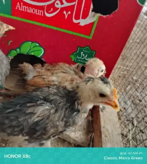 كتاكيت عرب وابو ركيبه مال بيت كلش حلوات سعر الزوج 5الاف لحكوا عليهن مستعجله بيعتهن