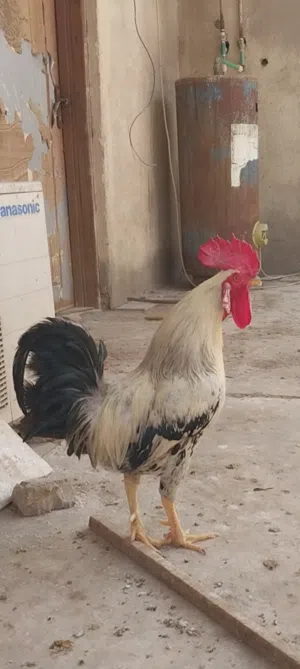 ديج عرب خشن للبيع