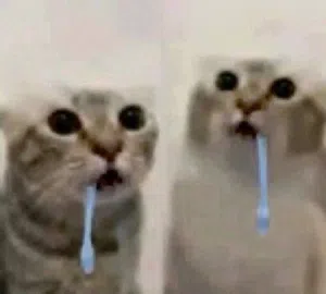 LAJ 