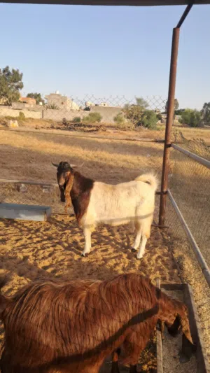 جدي للبيع متع تكسيب فحل مشاالله عليه  جدي برشني مسلاته كويس فار كويس أربع