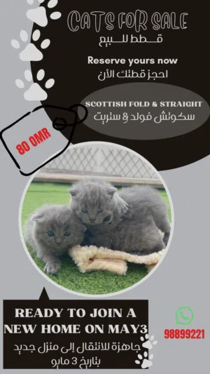 كتنز سكوتش للحجز / الاستلام شهر مايو