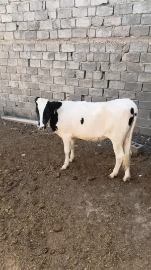 بجره فريزي ابره معلوفه سمينه السعر 2250 وبيها مجال