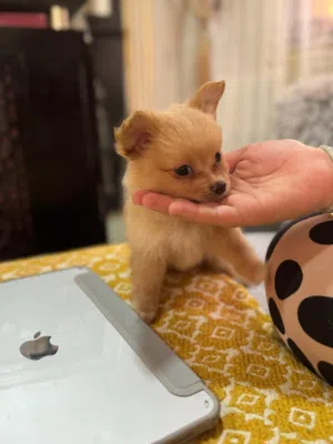 Cute puppies