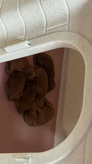 توي بودل بيور