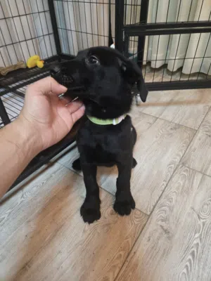 جرو أنثى بولدوغ أمريكي (American Bulldog) مع جميع الاغراض