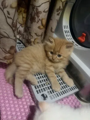 عمرهم شهر 1month