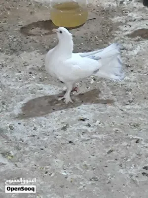 شلعه حمام زينه للبيع