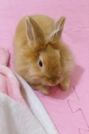 Bunny Rabbit
