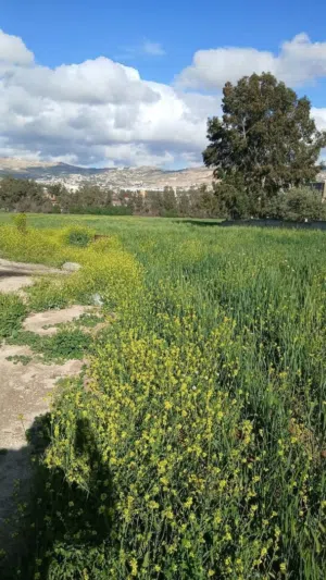 Farm Land for Sale in Salt Al Balqa'