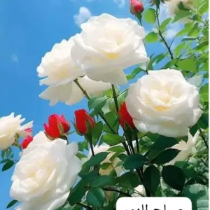 أبو محمد 