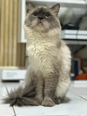 Himalayan Male