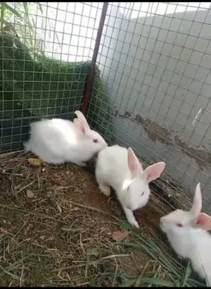 البيع ذكور ارانب