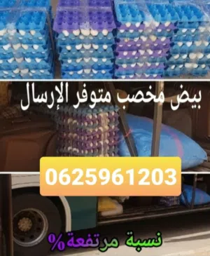 دجاج خاليط سلالات