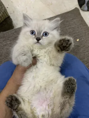 للبيع قط كيتن ذكر همالايا العمر شهرين