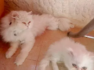 ‏شانشيلا‏2