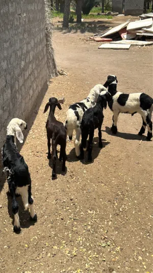 كباشة  العدد 5الحلال طيب ونظيف وخالي من اي أمراض الحلال يأكل وأمورة طيبة