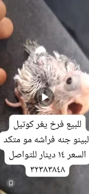 فرخ كوتيل البينو فراشه