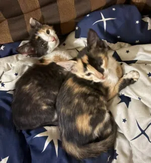 female kittens for adoption