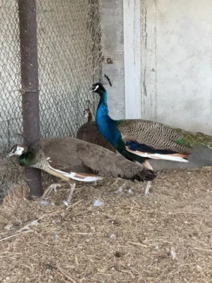 زوج طاووس للبيع