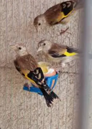 Birds2