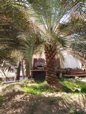 نخيل صقعي الهبري الاحمر