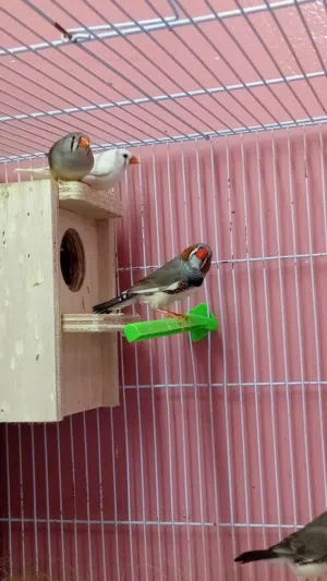 2 breeder pair zebra Finch with cage and box