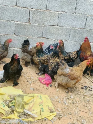 دجاج للبيع