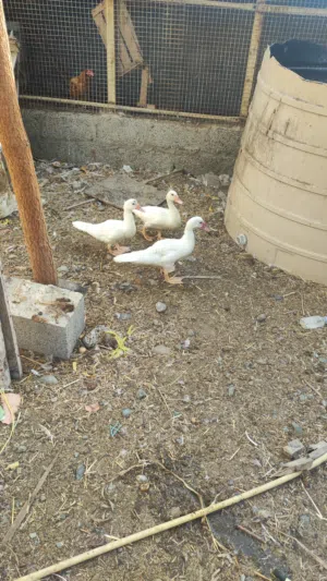 بط للبيع مستعجل