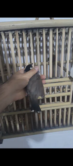 متاح بلابل عبور الشط