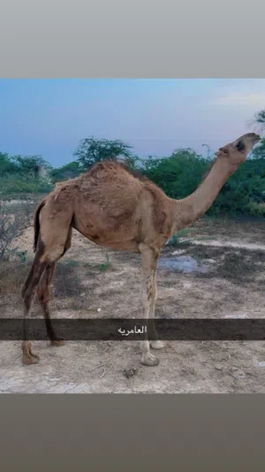 بكره تحت امها طياح شهر 2