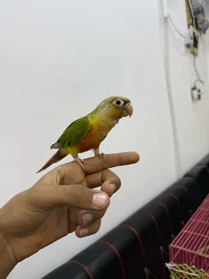‏ببغاء‏0